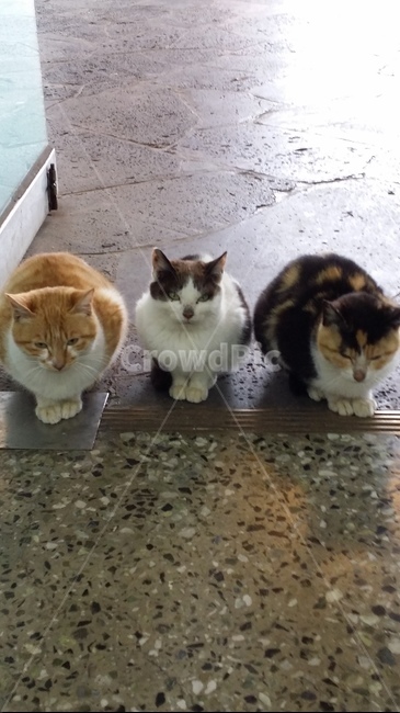 길고양이,삼색이,3마리,고양이,길냥이,동물,animal,포유류,mammal,고양이,cat,kitten,kitty