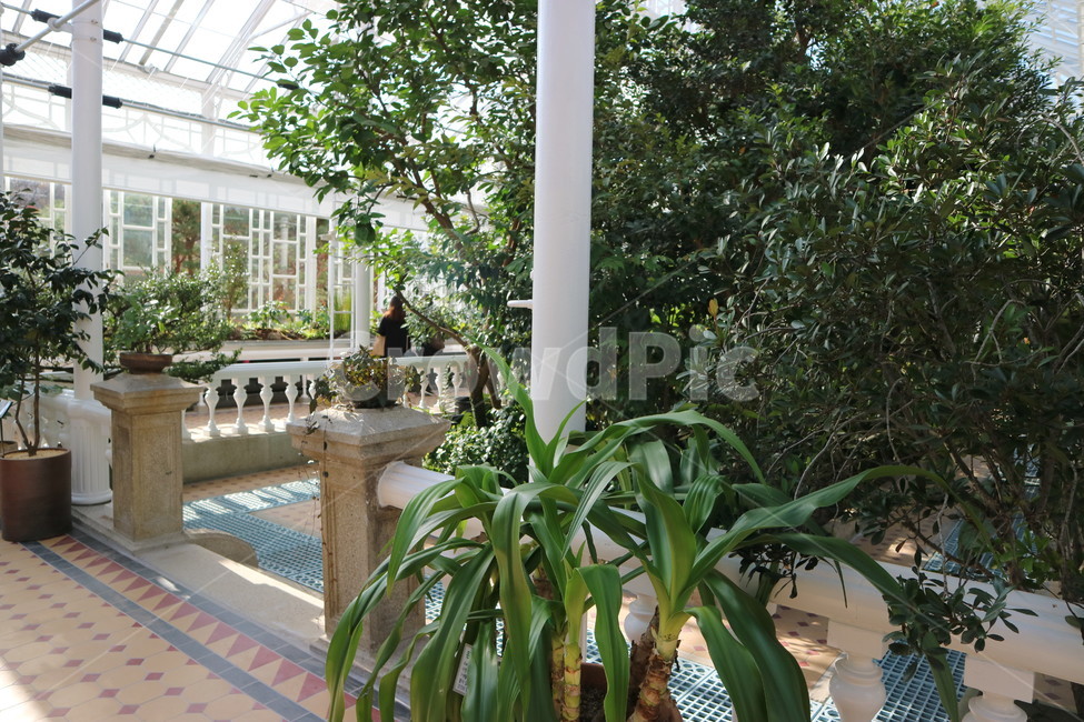 창경궁,대온실,창경궁대온실,내부,식물,나무,식물,자연,plants,nature,실내용화초,화분,화초,house plant