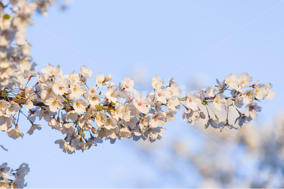 봄,꽃,벚꽃,벚꽃길,봄나들이,봄,계절,spring,season,식물,자연,plants,nature,꽃,flower,감성,sensible,feeling,plant,blossom