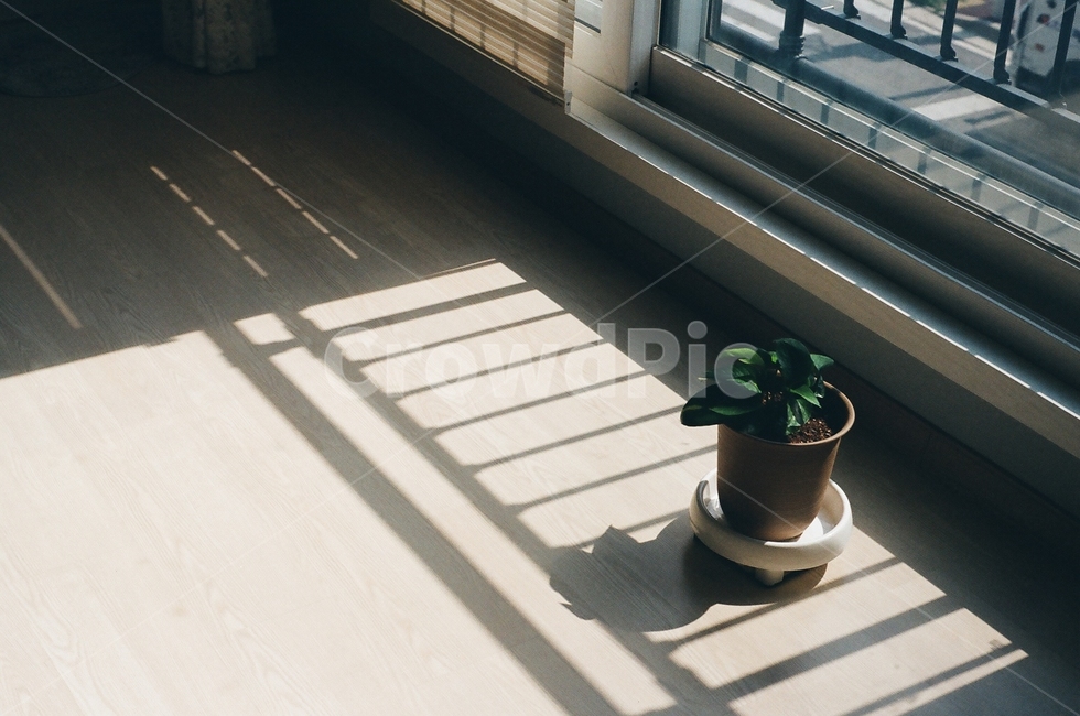 필름,나무,식물,화분,꽃,베란다,실내용화초,화분,화초,house plant