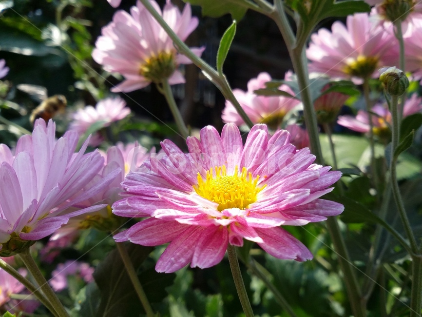 plant,식물,꽃,자연,flower,식물,자연,plants,nature,꽃,flower