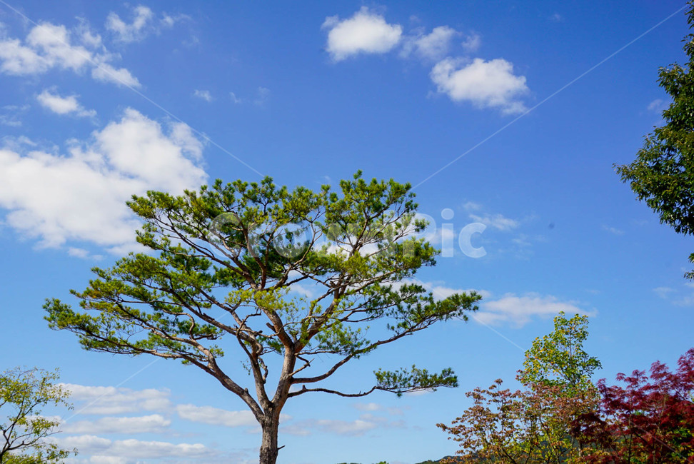 하늘,나무,풍경,자연,sky,구름,tree,계절,가을,autumn,season,감성,감성사진,풍경사진,배경사진,배경,예쁜사진,cloud,sunny,초록