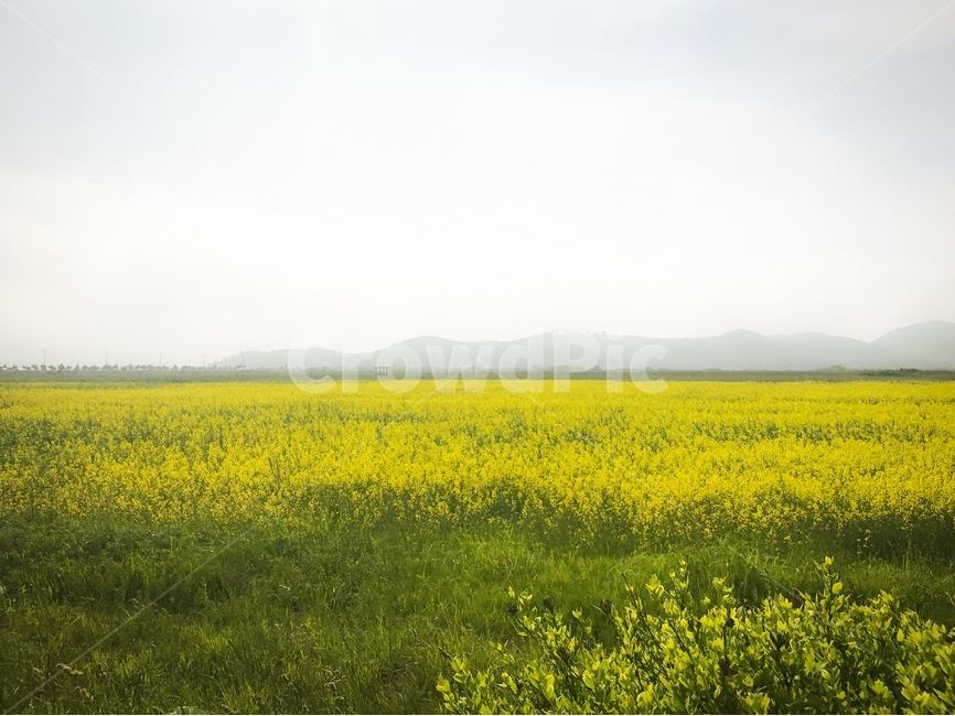 유채꽃,꽃밭,자연,명소,데이트,flowers,nature,date,봄,계절,spring,season,자연,풍경,nature,landscape,grassland,목초지,outdoors,옥외,field,들,farm,농장,rural,농촌,meadow