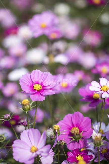 코스모스,꽃밭,꽃,식물,자연,가을,가을,계절,fall,autumn,season,식물,자연,plants,nature,꽃,flower,geranium,제라늄,plant,blossom