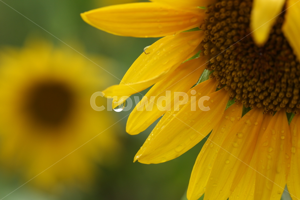 꽃,해바라기,노랑,비,빗방울,flower,sunflower,yellow,rain,raindrop,식물,자연,plants,nature,꽃,flower,비,비오는날,rain,rainy