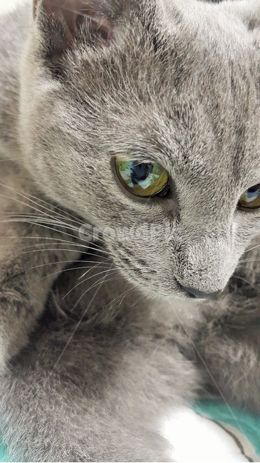 고양이,반려동물,반려묘,러시안블루,눈동자,회색고양이,동물,animal,포유류,mammal,고양이,cat,kitten,kitty