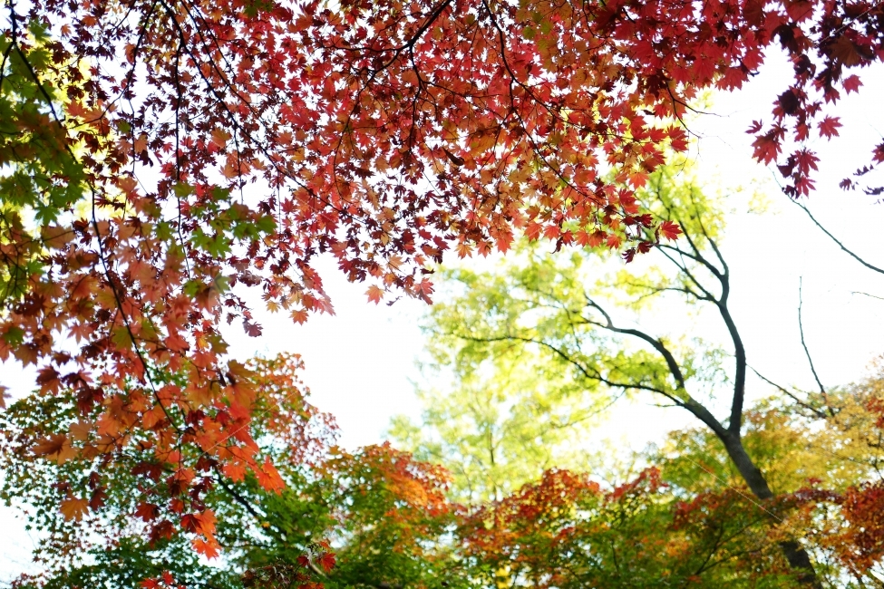 단풍,가을,나무,나뭇잎,단풍나무,가을,계절,fall,autumn,season,자연,풍경,nature,landscape,식물,plants,나무,trees,wood,plant,leaf,잎,tree,maple