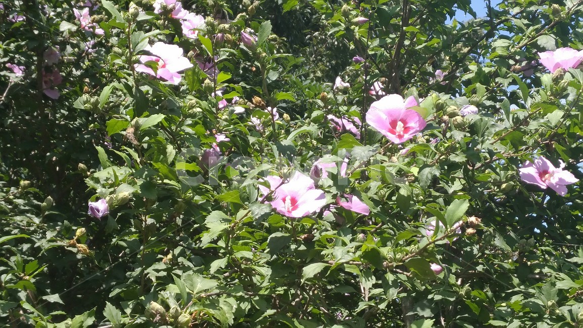무궁화,여러송이,우리나라,나무,꽃,식물,자연,plants,nature,꽃,flower