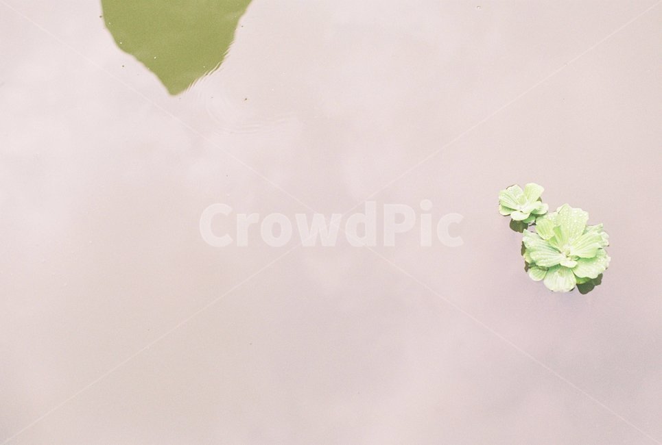 연잎,부레옥잠,물,하늘,꽃,식물,자연,plants,nature
