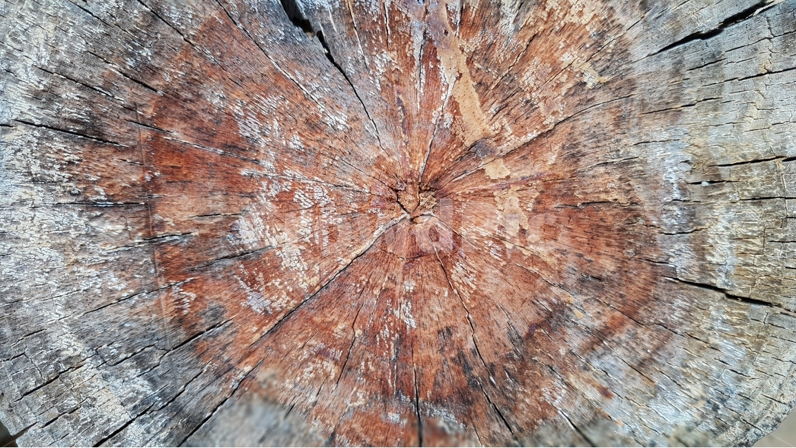 질감,배경,텍스처,배경이미지,스타일,소재,texture,background,백그라운드,patten,style,나무,나이테,식물,텍스처,질감,패턴,texture,pattern