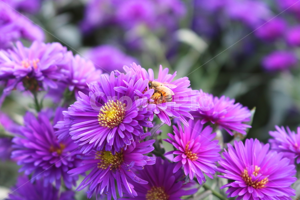 꽃,국화,국화꽃,식물,자연,소국화,야생화,벌,꿀벌,곤충,식물,자연,plants,nature,꽃,flower