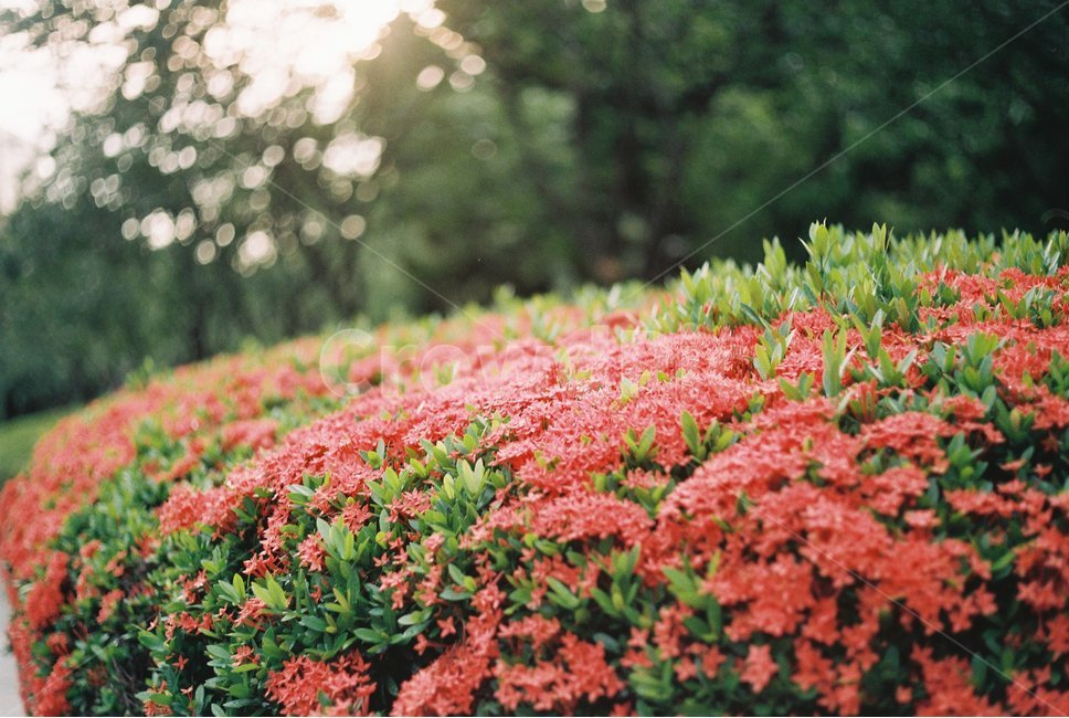 꽃,flower,빨간꽃,빨강,red,식물,자연,plants,nature,꽃,flower