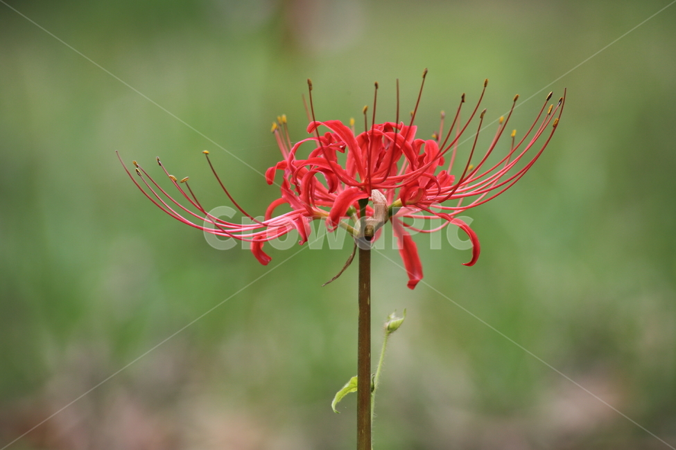 상사화,개난초,lycorissquamigera,magiclily,flower,꽃무릇,Redspiderlily,식물,자연,plants,nature,꽃,flower