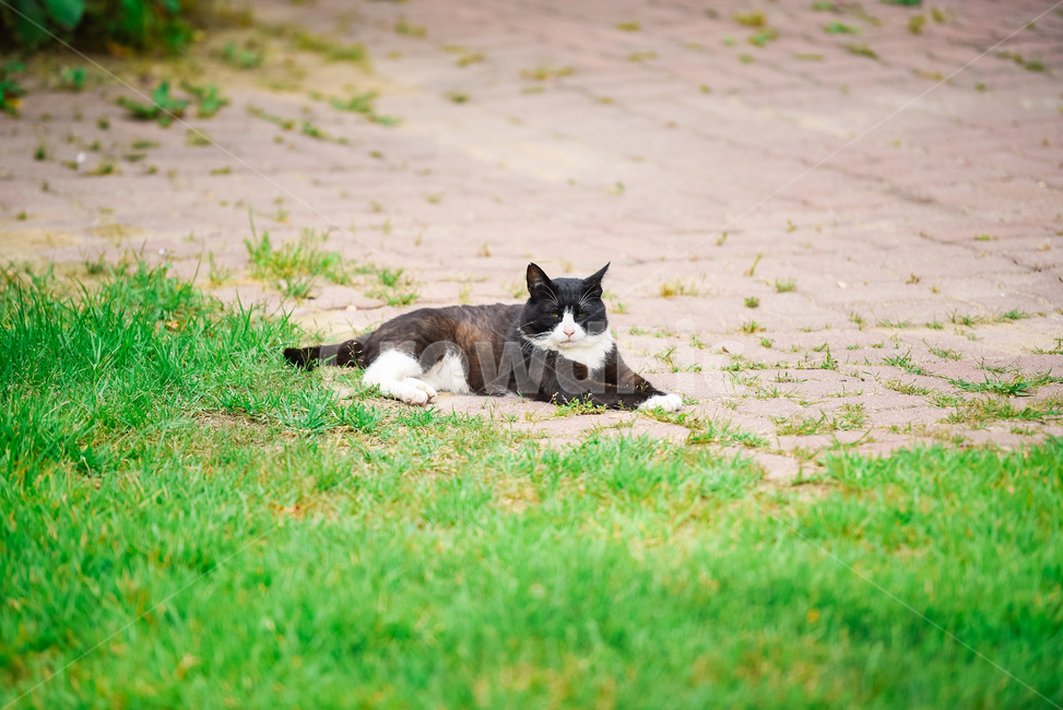 고양이,캣,냥냥이,길고양이,삼색이,치즈냥,냥,cat,동물,동물,animal,포유류,mammal,고양이,cat,kitten,kitty