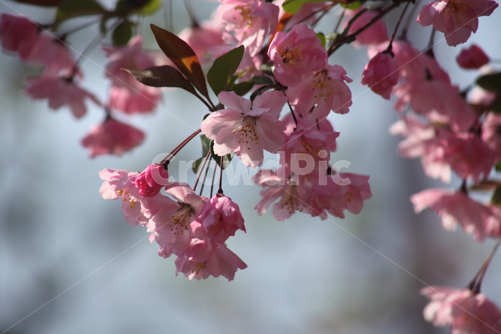 수사해당화,서부해당화,꽃아그배나무,꽃사과나무,crabapple