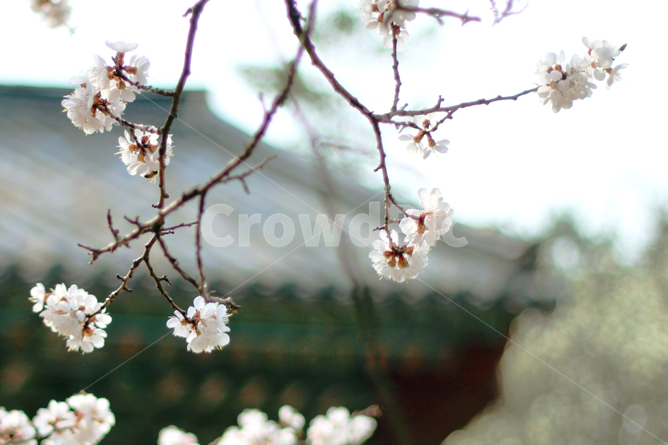 꽃,자연,나무,봄,사찰,불국사,봄,계절,spring,season,식물,자연,plants,nature,꽃,flower,plant,blossom,cherry blossom,벚꽃