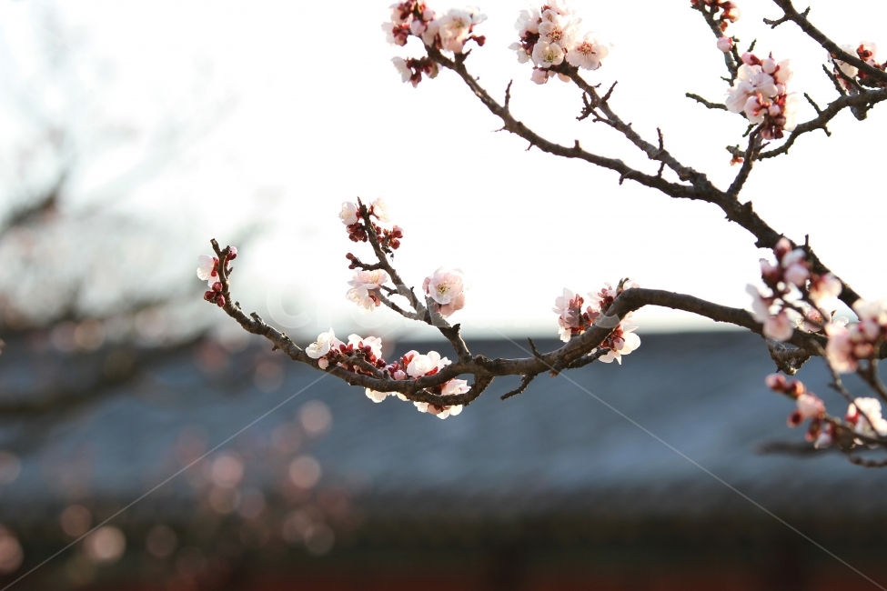 매화,식물,자연,매화나무,감성사진,고궁과매화,식물,자연,plants,nature,꽃,flower