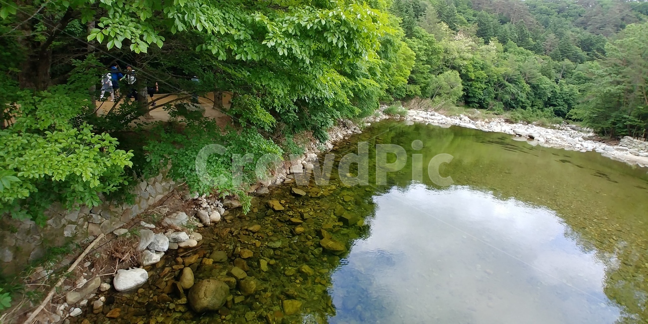 물,나무,녹색,맑음,강가,숲,tree,water,green,river,woods,자연,풍경,nature,landscape,outdoors,옥외,land,땅