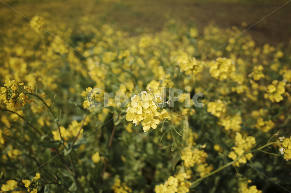 유채꽃,유채,plant,식물,flower,꽃,yellow,green,봄꽃,노란꽃,노란,초록,노랑