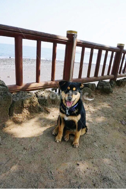 동물,강아지,산책,제주도,자연,dog,animal,walk,stroll,jeju,jejuisland,nature,바다,sea,waterside,동물,animal,포유류,mammal,개,강아지,dog,doggy