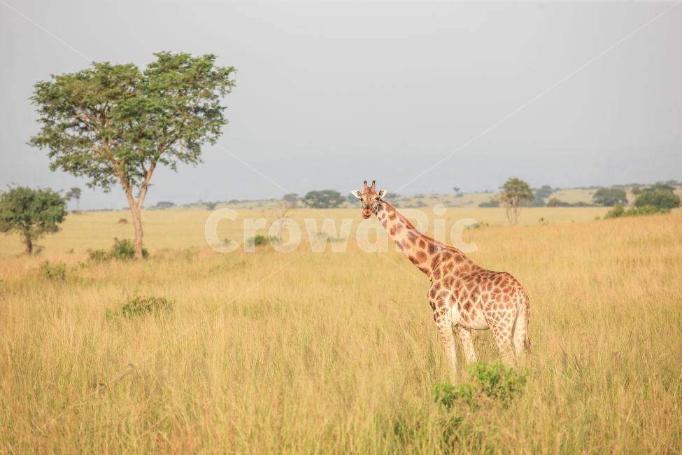 아프리카,사파리,우간다,여행,무치슨공원,기린,동물,animal,포유류,mammal
