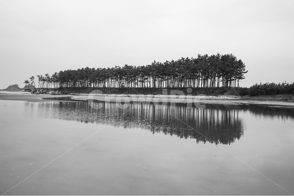 나무,나무나이,노수,멋있는나무,외로움,식물,자연,plants,nature,나무,trees,wood,흑백,모노톤,monochrome,black and white