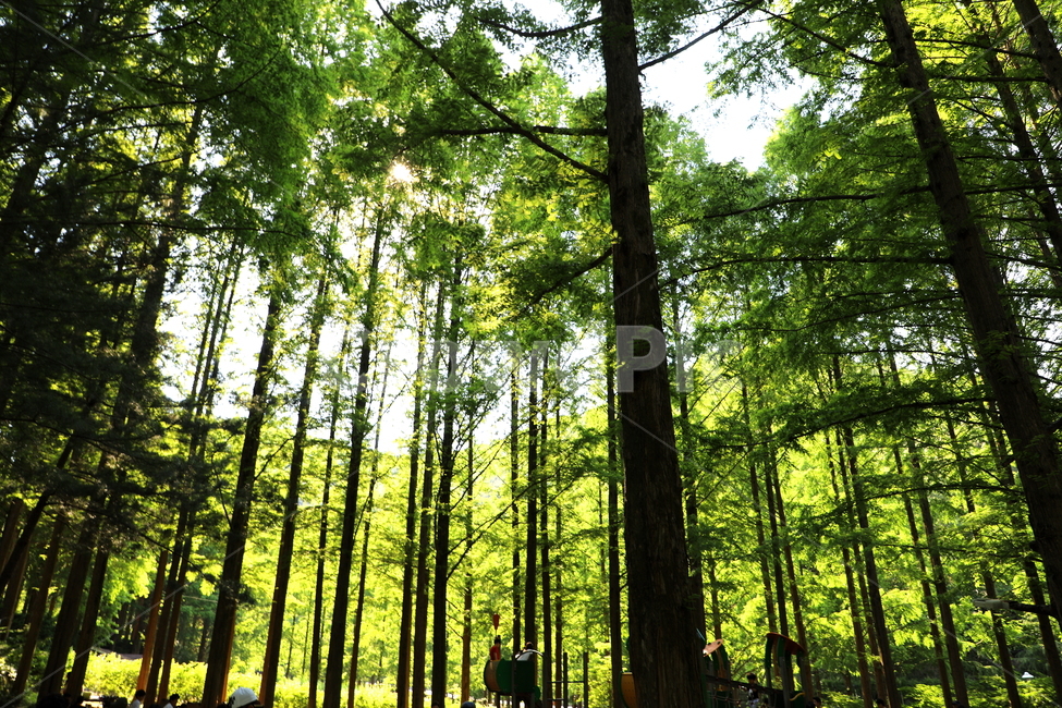 식물,나무,숲,풍경,자연,자연,풍경,nature,landscape,식물,plants,나무,trees,wood,휴식,힐링,rest,relaxation,healing,vegetation,초목,plant,tree,outdoors,옥외,land,땅,woodland,삼림지,forest