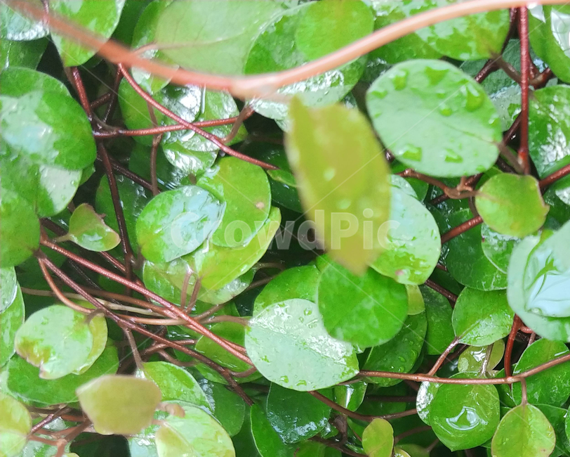 동그란잎,트리안,식물,화초,파릇파릇한,생기있는,잎,leaf,plant,식물,자연,plants,nature