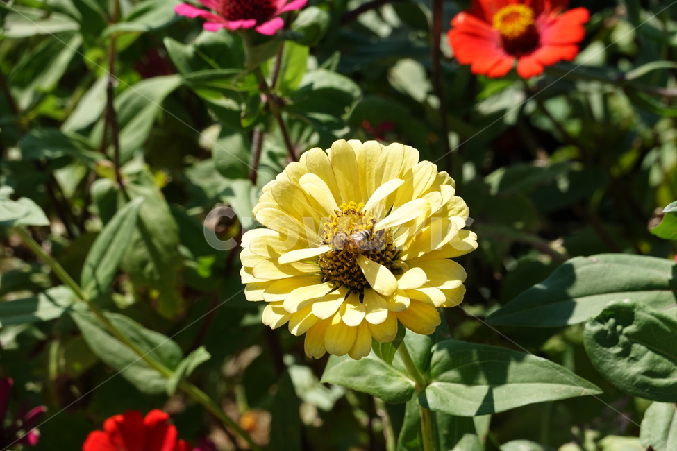 꽃축제,가을꽃,배경화면,자연,flower,autumn,nature,식물,자연,plants,nature,꽃,flower