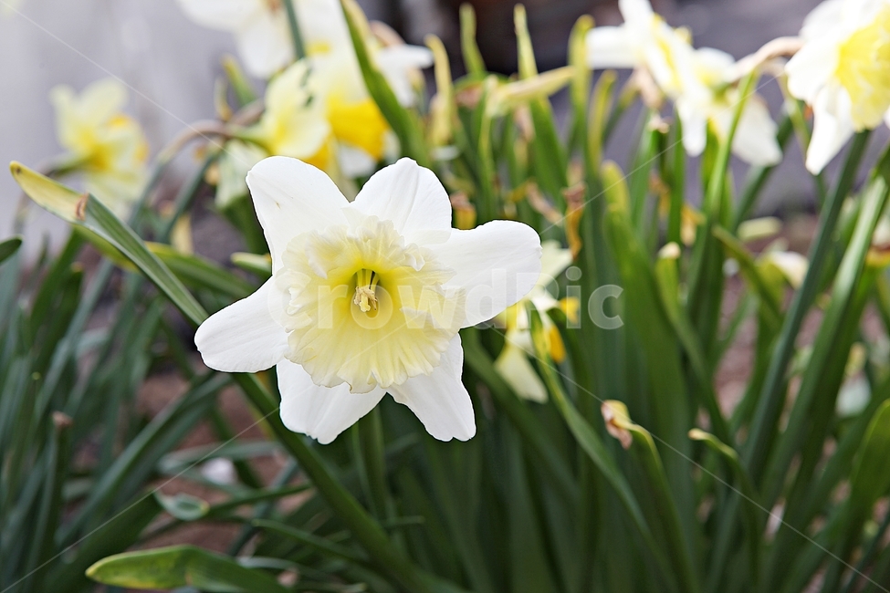 난,남꽃,난초,꽃,봄꽃,봄,식물,자연,식물,자연,plants,nature,꽃,flower