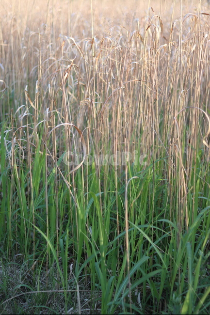 억새,아침빛,봄,갈색,동네,식물,자연,plants,nature,휴식,힐링,rest,relaxation,healing
