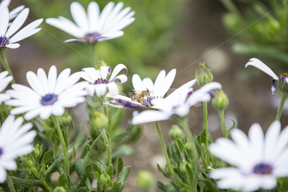 꿀벌,벌,bee,osteospermum,오스테오스펄멈,플라워,야생화,꽃,곤충,flower,plant,정원,가든,숲,forest,garden,mountain,식물,자연,plants,nature,꽃,flower,동물,animal,곤충,벌레,insect,bug