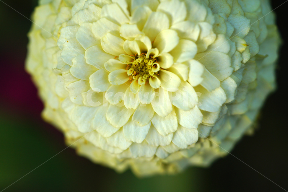 백일홍,꽃,플라워,자연,식물,가을꽃,가을,crapemyrtle,zinnia,flower,nature,plants,autumn,fall,10월,october,식물,자연,plants,nature,꽃,flower