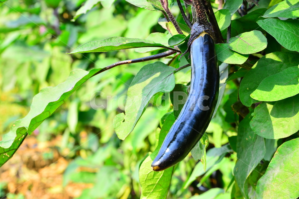 가지,열매,채소,건강식품,보라색,가지조림,가지찜,가지볶음,eggplant,녹색,잎새,가지밭,농업,식물,자연,plants,nature,음식,식재료,요리,food,cook,meal,dishes,food reserves,채소,야채,vegetables