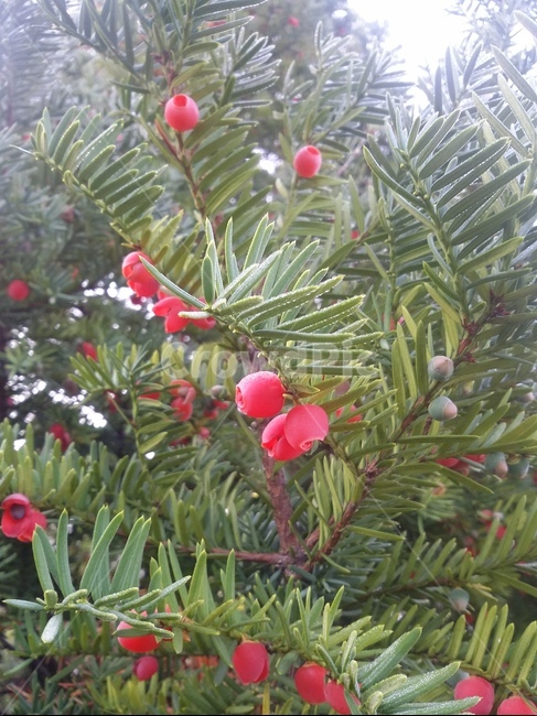 tree,나무,plant,식물,주목나무,자연,주목나무열매,열매,식물,자연,plants,nature