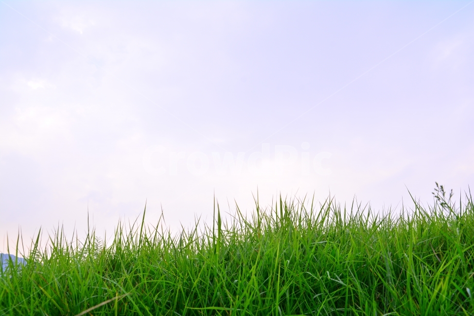 배경,풀밫,초원,봄이미지,잔디밭,풀밭,백그라운드,바탕,초여름,싱그러운,하늘,PLANTS,GREEN,자연,풍경,nature,landscape,grass,잔디,plant,식물