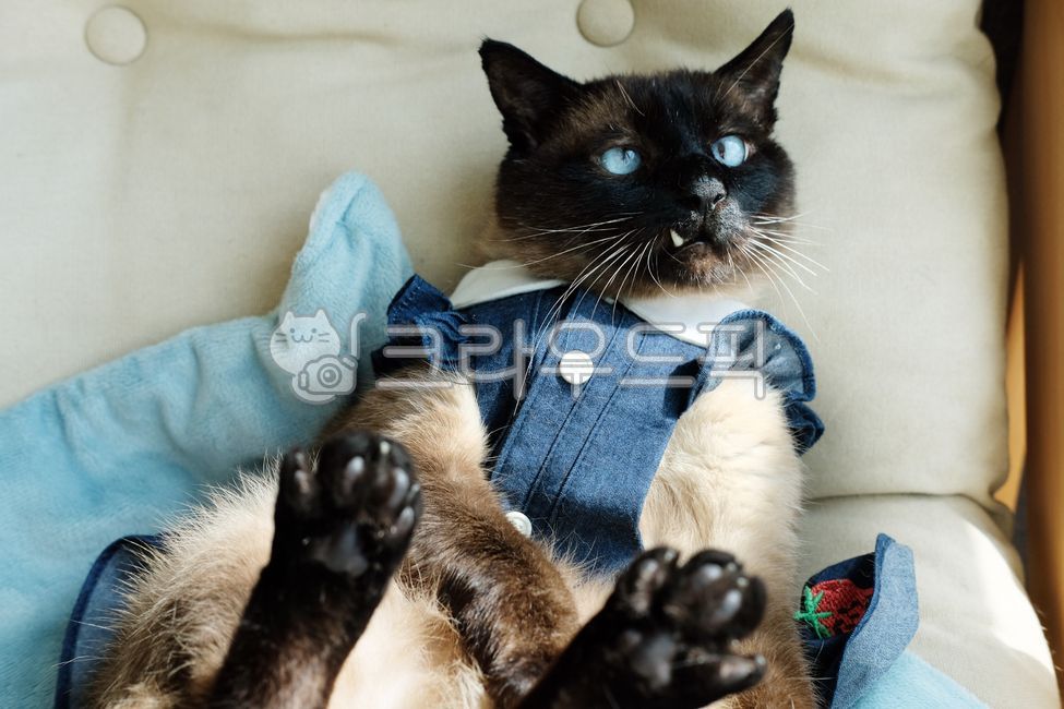 고양이,샴고양이,꽃고양이,귀여움,동물,냥이,파란눈