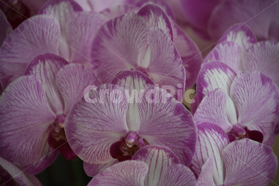 호접란,팔레놉시스,꽃,식물,phaelenopsis,식물,자연,plants,nature,꽃,flower