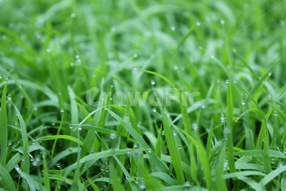 빗방울,wet,clean,closeup,drop,farm,field,fresh,grass,green,greenrice,grow,lawn,meadow,nature,nobody,outdoor,pattern,plant,rain,rice,spring,texture,water,waterdrop,초록색,물,녹색,그린,모,모내기,벼,싹,새싹,풀,잔디,풀밭,이슬,젖은,젖어있는,잔디밭,클로즈업,봄,비오는날,물방울,자연,블러,아웃포커스,포커스아웃,식물,농사,논농사,잎,잎사귀,나뭇잎,풀잎,식물,자연,plants,nature,비,비오는날,rain,rainy