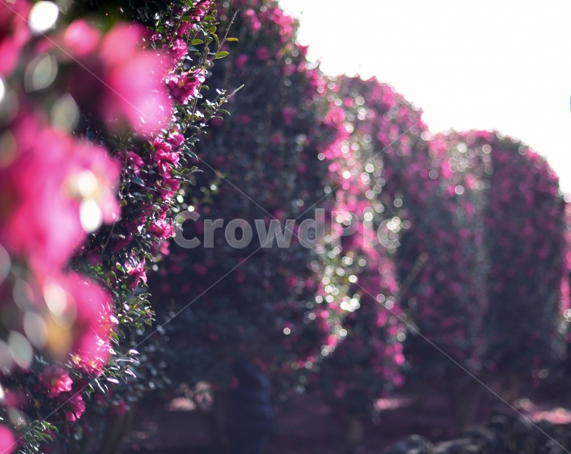 제주,위미리,동백,동백꽃,동백나무,겨울,꽃,식물,자연,plants,nature,꽃,flower,나무,trees,wood,휴식,힐링,rest,relaxation,healing