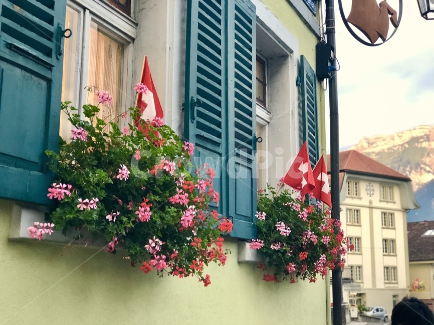 homedecor,가정장식,window,창문,swiss,스위스,꽃,flower