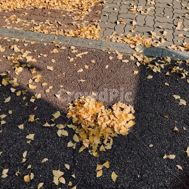 가을,낙엽,단풍,leaves,fall,autumn,하트,사랑,가을,계절,fall,autumn,season,감정표현,기분,feeling,emotion,asphalt,아스팔트,ground,바닥