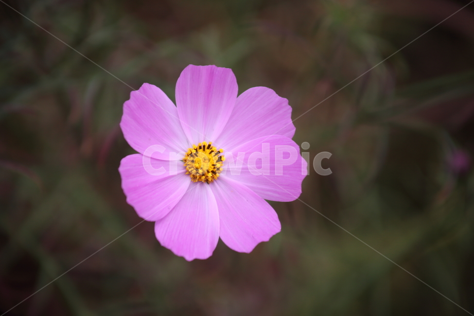 코스모스,꽃,식물,가을꽃,cosmos,가을,계절,fall,autumn,season,식물,자연,plants,nature,꽃,flower,plant,petal,꽃잎,blossom