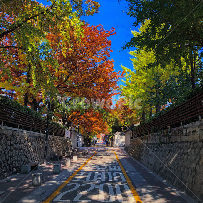 단풍,나무,도로,아스팔트,road,asphalt,풍경,산책,길,보도,walkway