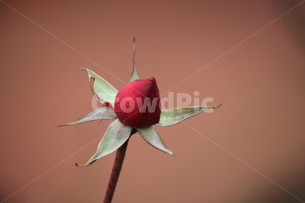 장미,꽃,식물,정원수,rose,식물,자연,plants,nature,꽃,flower