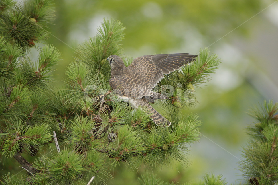황조롱이,맹금류,조류,천연기념물,새,동물,animal,조류,새,birds