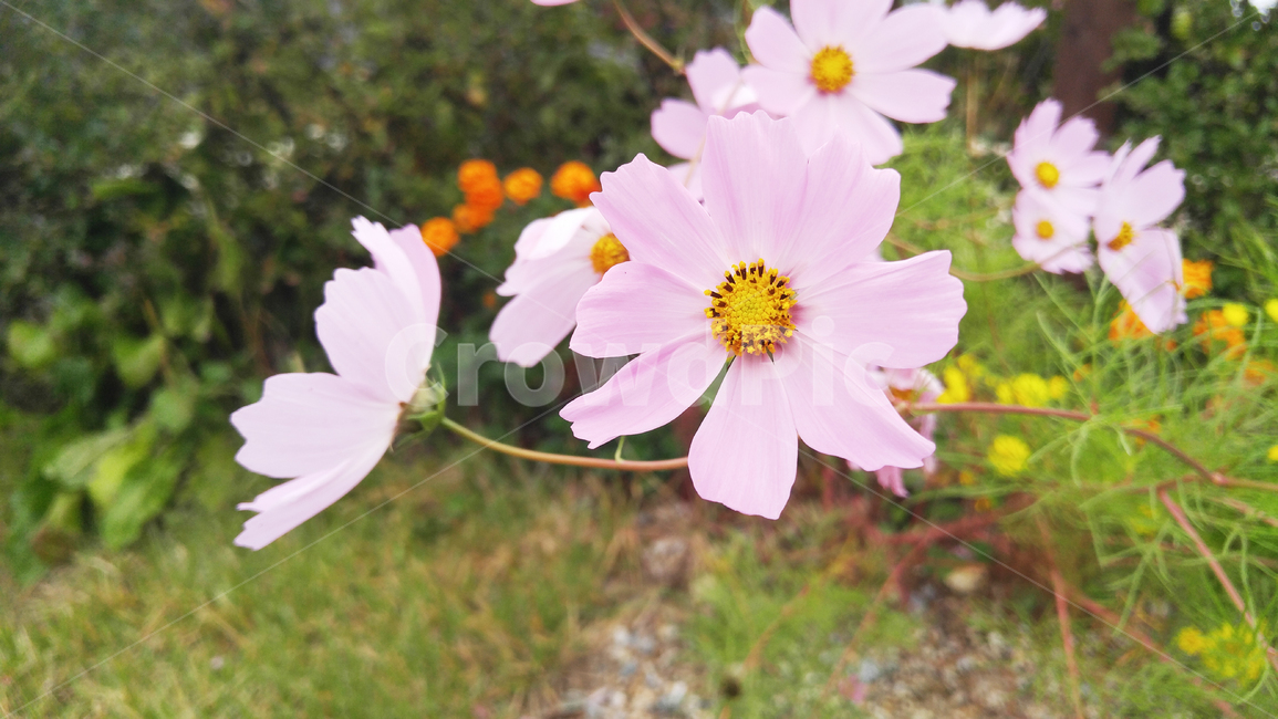 코스모스,가을,들꽃,가을꽃,분홍꽃,꽃,가을,계절,fall,autumn,season,식물,자연,plants,nature,꽃,flower,plant