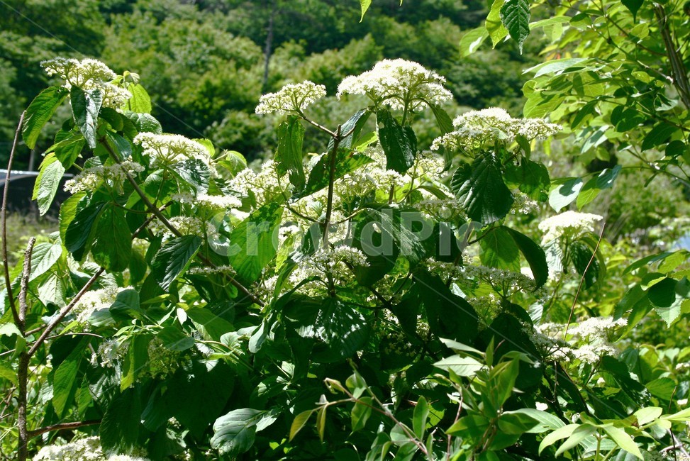 가막살나무,인동과,낙엽관목,약용식물,식물,나무,식물,자연,plants,nature,꽃,flower