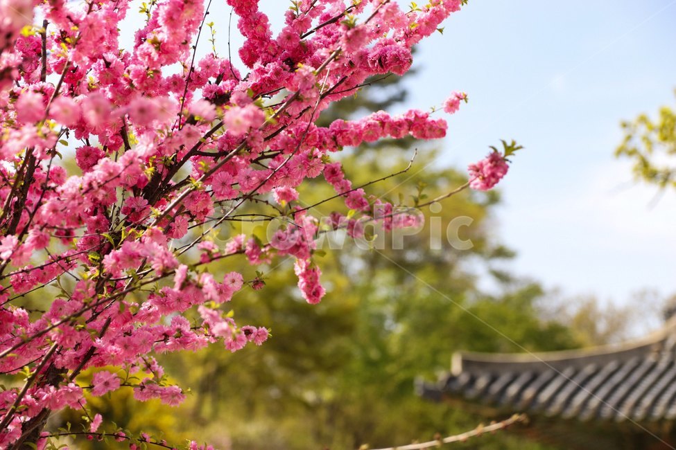 plant,식물,꽃,flower,기와,식물,자연,plants,nature,꽃,flower
