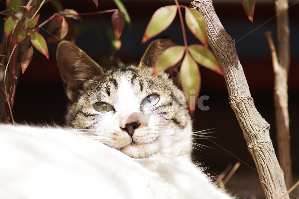 고양이,길고양이,길냥이,동물,야생동물,야생,자연,cat,kitty,kitten,pet,animal,gato,동물,animal,포유류,mammal,고양이,cat,kitten,kitty